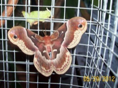 First cecropia 2009